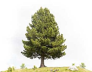 Bild zeigt Zirbenbaum