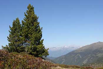 Zirbenbaum auf Berg