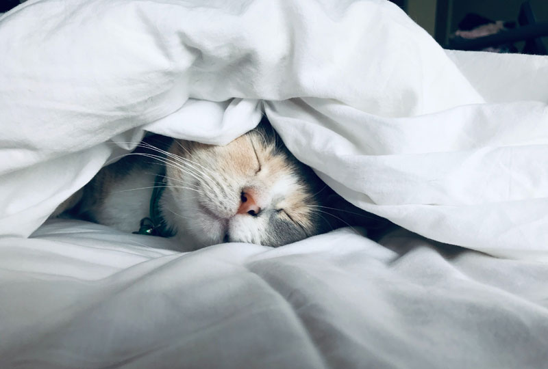  Schlafende Katze