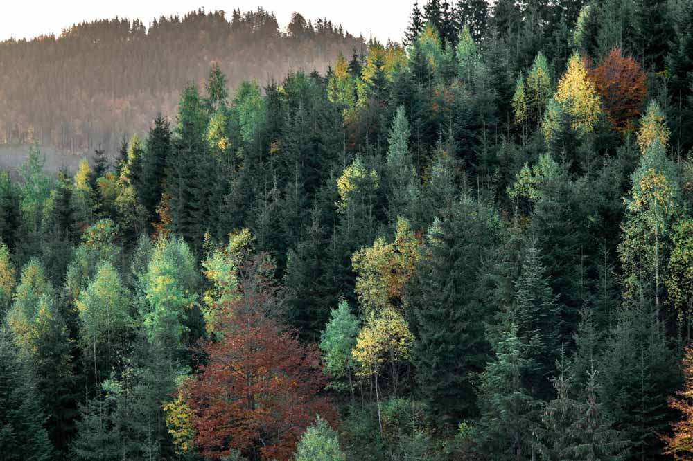 Mischwald im Panorama